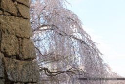 石垣と桜｜高解像度画像サイズ：5184 x 3456 pixels｜写真番号：1DX_7766｜撮影：Canon EOS-1D X