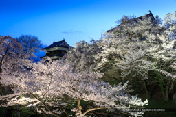 上田城の夜桜・ライトアップ｜高解像度画像サイズ：5178 x 3452 pixels｜写真番号：1DX_7941｜撮影：Canon EOS-1D X