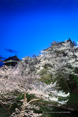上田城の夜桜・ライトアップ｜高解像度画像サイズ：3456 x 5184 pixels｜写真番号：1DX_7949｜撮影：Canon EOS-1D X