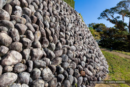 本丸東曲輪玉石垣 | 高解像度画像サイズ：8192 x 5464 pixels | 写真番号：6F1A5804 | 撮影：Canon EOS R5m2