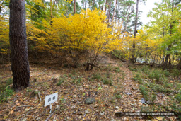 曲輪8 | 高解像度画像サイズ：8192 x 5464 pixels | 写真番号：6F1A5028 | 撮影：Canon EOS R5m2