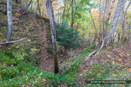 主郭堀切跡 | 高解像度画像サイズ：8192 x 5464 pixels | 写真番号：6F1A5075 | 撮影：Canon EOS R5m2