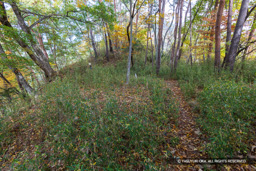 曲輪16 | 高解像度画像サイズ：8192 x 5464 pixels | 写真番号：6F1A5079 | 撮影：Canon EOS R5m2