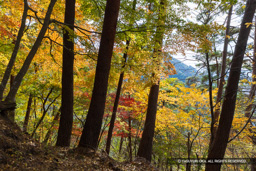要害山の紅葉 | 高解像度画像サイズ：8192 x 5464 pixels | 写真番号：6F1A5097 | 撮影：Canon EOS R5m2