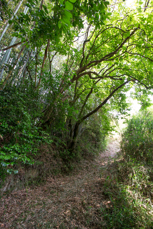 小栗栖の竹薮道