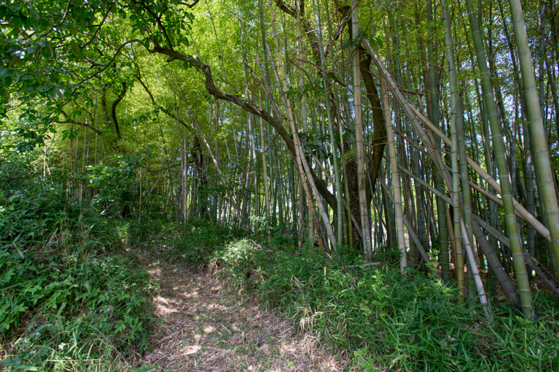 小栗栖の竹薮道