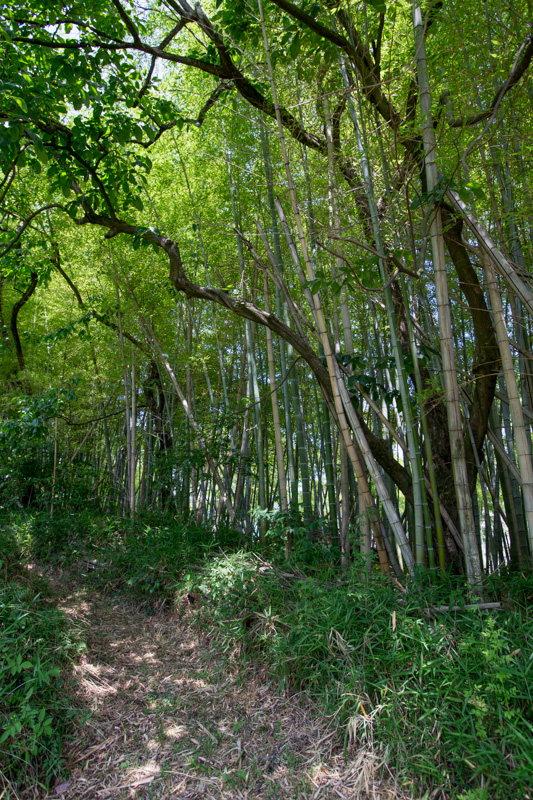 小栗栖の竹薮道