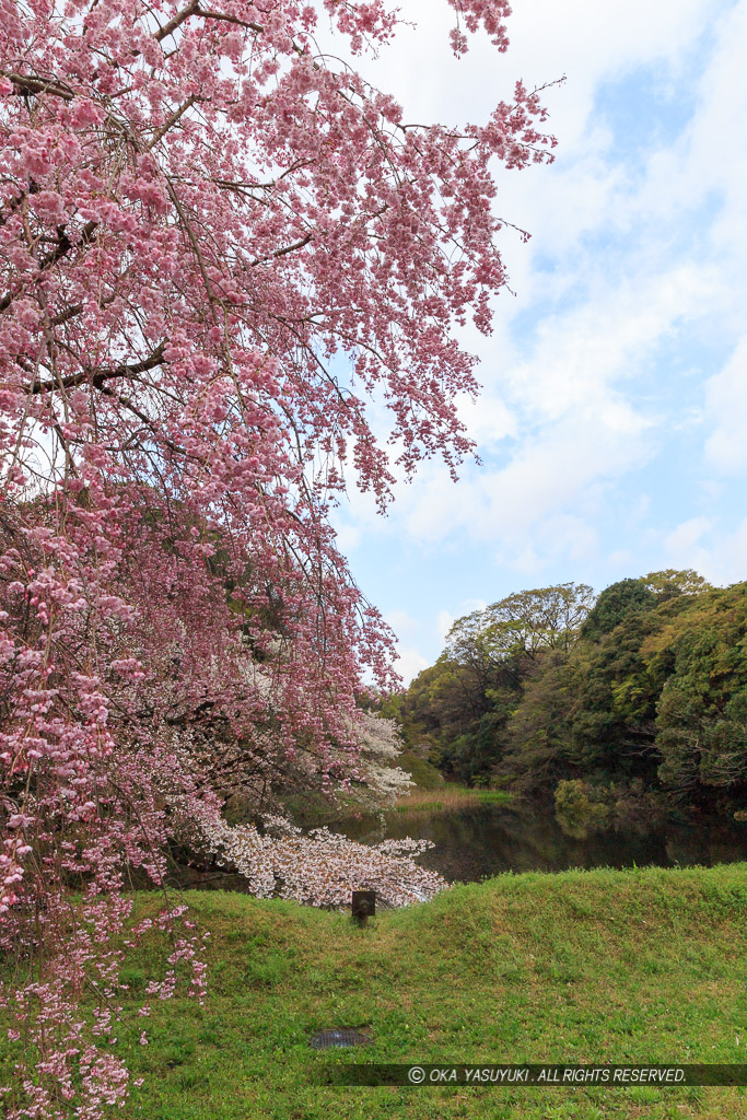 江戸城の道灌濠と桜