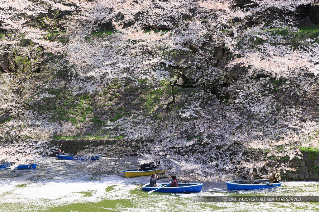 江戸城の千鳥ヶ淵の桜