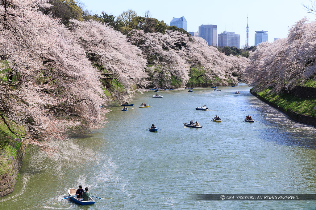 江戸城の千鳥ヶ淵の桜