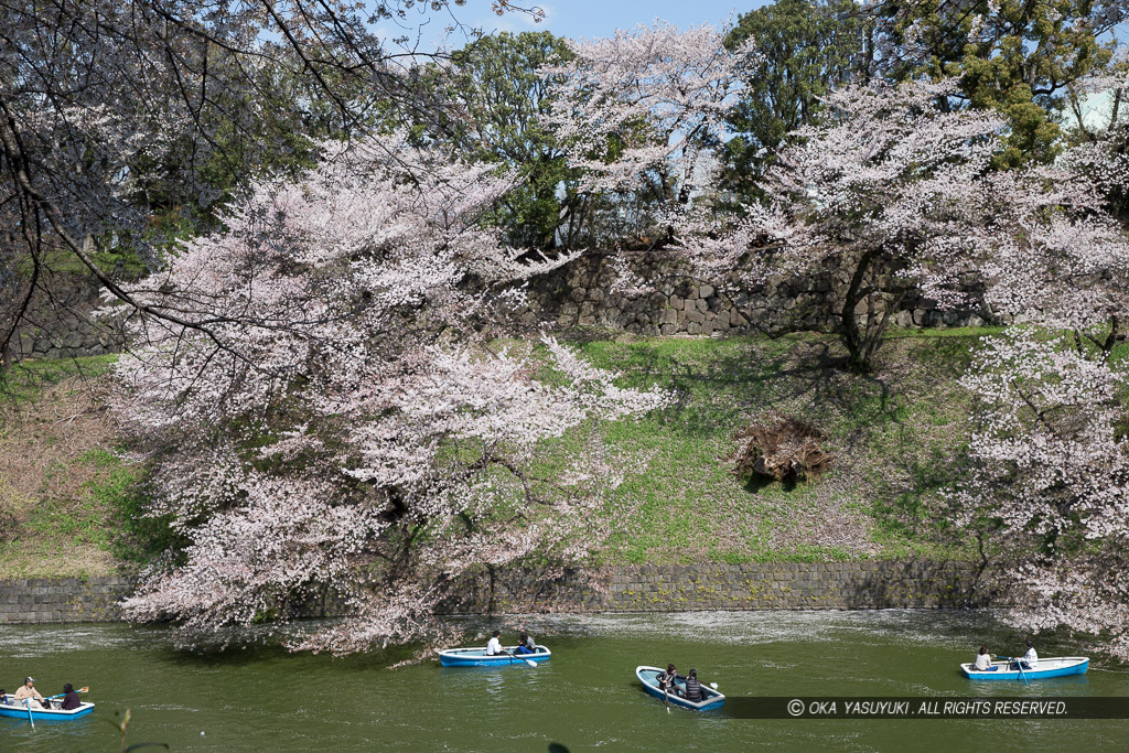 江戸城の千鳥ヶ淵の桜