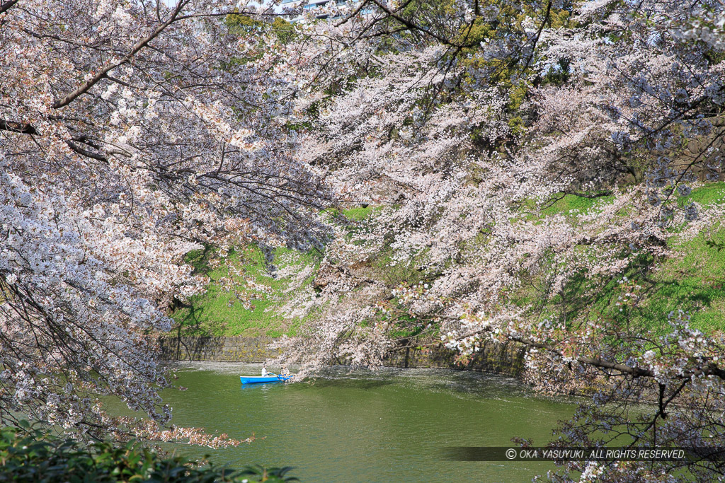 江戸城の千鳥ヶ淵の桜