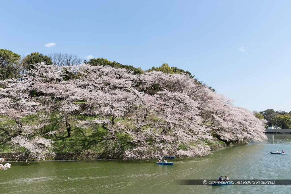 江戸城の千鳥ヶ淵の桜