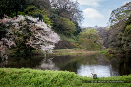 江戸城の道灌濠と桜｜高解像度画像サイズ：5368 x 3579 pixels｜写真番号：IMG_3550｜撮影：Canon EOS 6D