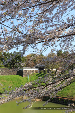 半蔵門・桜｜高解像度画像サイズ：3648 x 5472 pixels｜写真番号：IMG_3811｜撮影：Canon EOS 6D