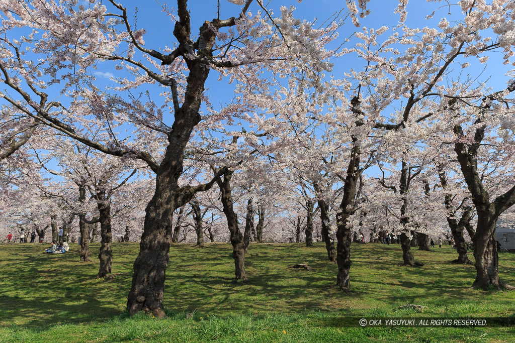 五稜郭の桜