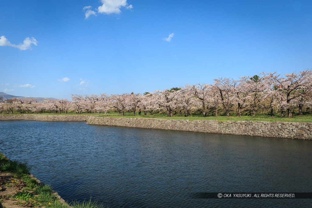 五稜郭の桜・堀