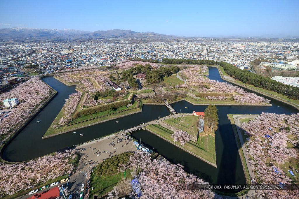 五稜郭の桜