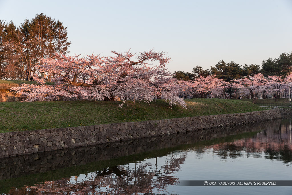 桜の風景