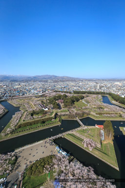 五稜郭の桜｜高解像度画像サイズ：3427 x 5140 pixels｜写真番号：1DX_9354｜撮影：Canon EOS-1D X