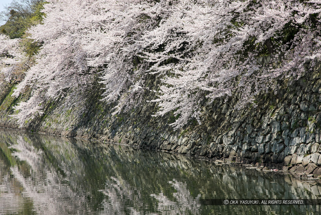 彦根城中堀と桜