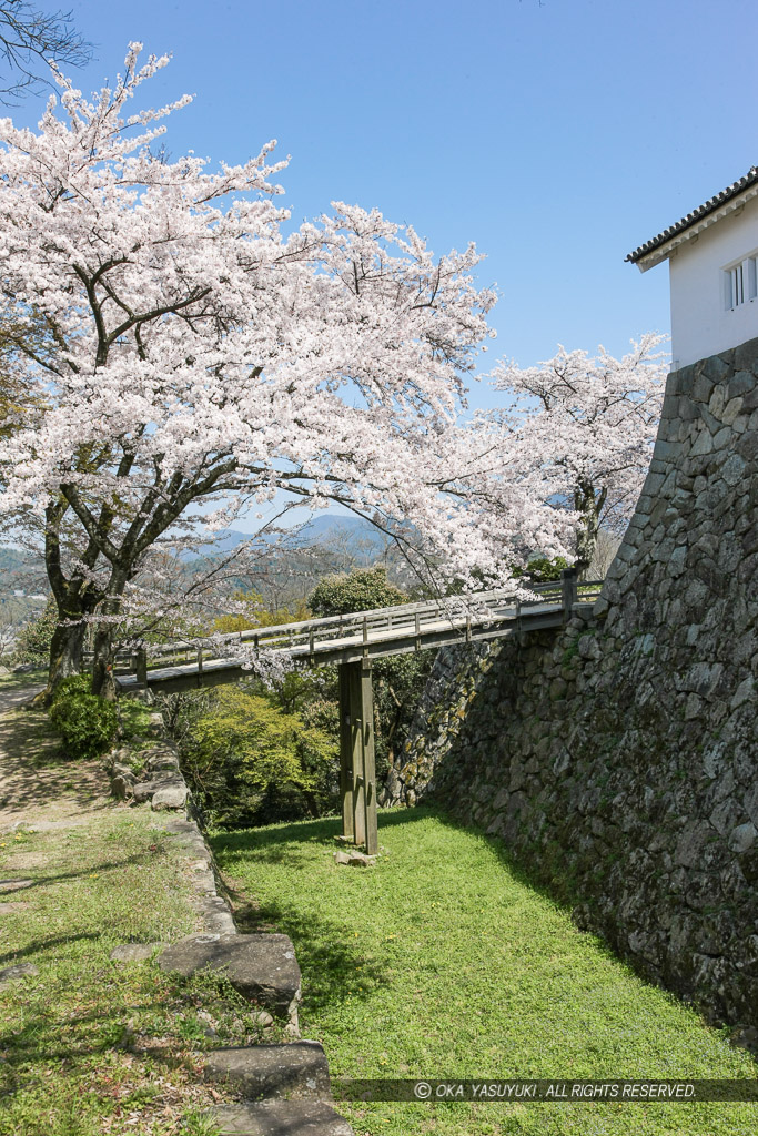 彦根城西の丸堀切と桜