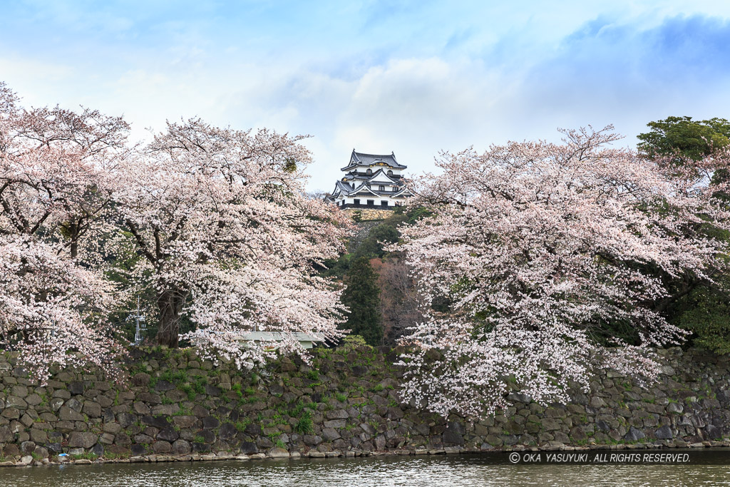 彦根城の桜・中濠から望む天守