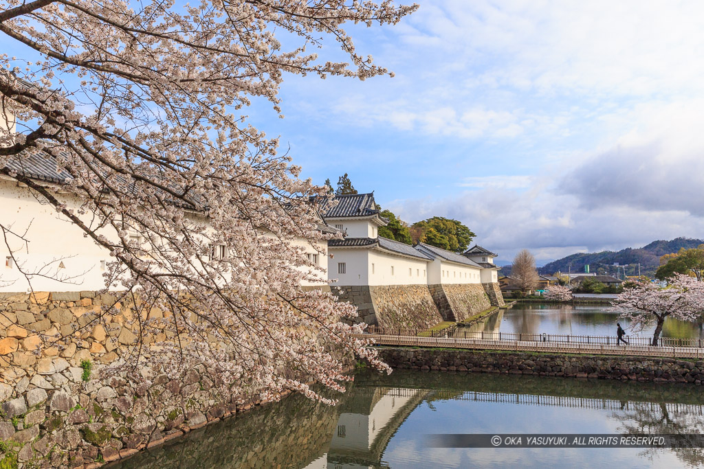 彦根城佐和口多聞櫓の桜