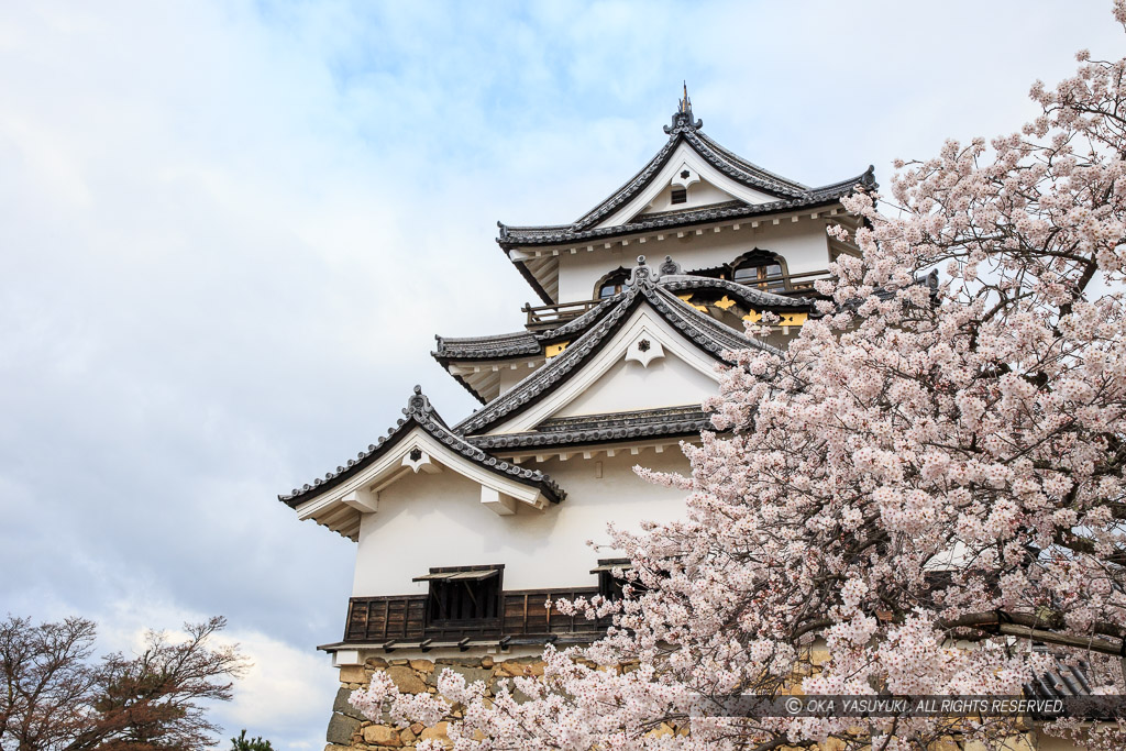 彦根城天守と桜