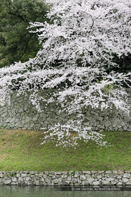 彦根城中堀と桜｜高解像度画像サイズ：3646 x 5469 pixels｜写真番号：1P3J1337｜撮影：Canon EOS-1Ds Mark III