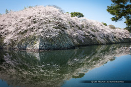 彦根城中堀と桜｜高解像度画像サイズ：5208 x 3472 pixels｜写真番号：1P3J7109｜撮影：Canon EOS-1Ds Mark III