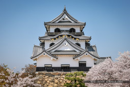 彦根城の桜・本丸から｜高解像度画像サイズ：5460 x 3640 pixels｜写真番号：1P3J7139｜撮影：Canon EOS-1Ds Mark III