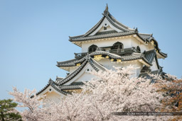 彦根城天守と桜｜高解像度画像サイズ：5460 x 3640 pixels｜写真番号：1P3J7191｜撮影：Canon EOS-1Ds Mark III