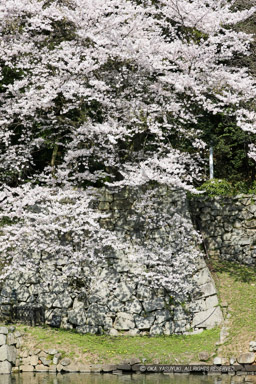 彦根城大手門付近の桜｜高解像度画像サイズ：3744 x 5616 pixels｜写真番号：1P3J7332｜撮影：Canon EOS-1Ds Mark III