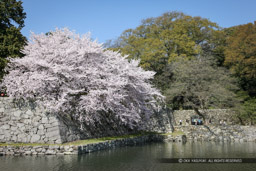 彦根城大手門橋の横矢｜高解像度画像サイズ：5616 x 3744 pixels｜写真番号：1P3J7338｜撮影：Canon EOS-1Ds Mark III