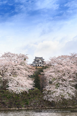 彦根城の桜・中濠から望む天守｜高解像度画像サイズ：3648 x 5472 pixels｜写真番号：IMG_3902｜撮影：Canon EOS 6D