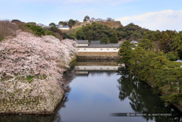 彦根城佐和口多聞櫓・天秤櫓・天守を望む・春｜高解像度画像サイズ：5324 x 3549 pixels｜写真番号：IMG_3910｜撮影：Canon EOS 6D