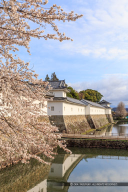 彦根城佐和口多聞櫓の桜｜高解像度画像サイズ：3431 x 5147 pixels｜写真番号：IMG_3934｜撮影：Canon EOS 6D