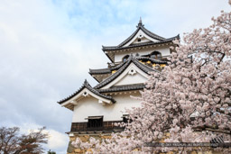 彦根城天守と桜｜高解像度画像サイズ：5472 x 3648 pixels｜写真番号：IMG_3993｜撮影：Canon EOS 6D