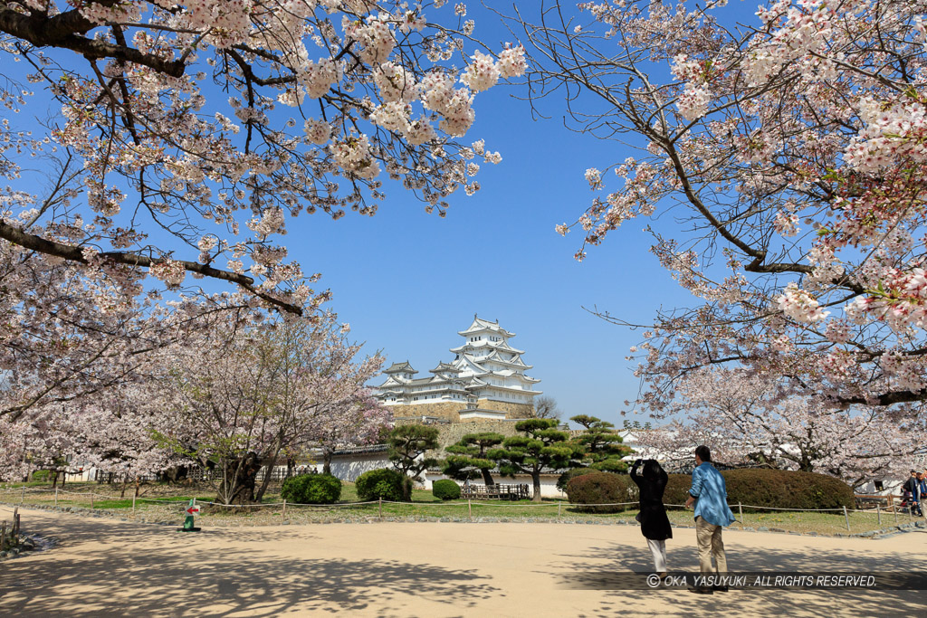 姫路城の桜・西の丸から天守群を望む