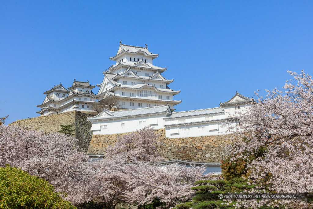 姫路城の桜・三の丸から望む