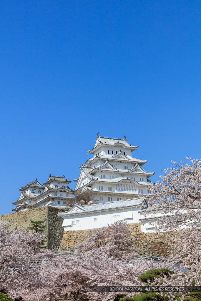 姫路城の桜・三の丸から