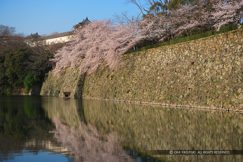 姫路城の水堀と桜