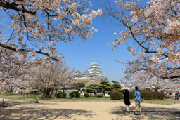 姫路城の桜・西の丸から天守群を望む｜高解像度画像サイズ：8425 x 5617 pixels｜写真番号：5DSA5063-Edit｜撮影：Canon EOS 5DS