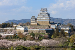 イーグレ姫路から春の姫路城｜高解像度画像サイズ：7951 x 5300 pixels｜写真番号：5DSA5175｜撮影：Canon EOS 5DS