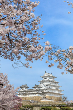 姫路城西の丸から｜高解像度画像サイズ：5691 x 8537 pixels｜写真番号：5DSA5481-Edit｜撮影：Canon EOS 5DS