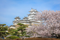 姫路城の桜｜高解像度画像サイズ：8688 x 5792 pixels｜写真番号：5DSA5490｜撮影：Canon EOS 5DS