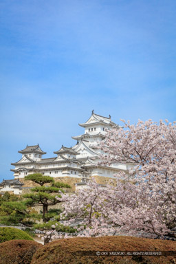 姫路城の桜｜高解像度画像サイズ：5748 x 8623 pixels｜写真番号：5DSA5491｜撮影：Canon EOS 5DS
