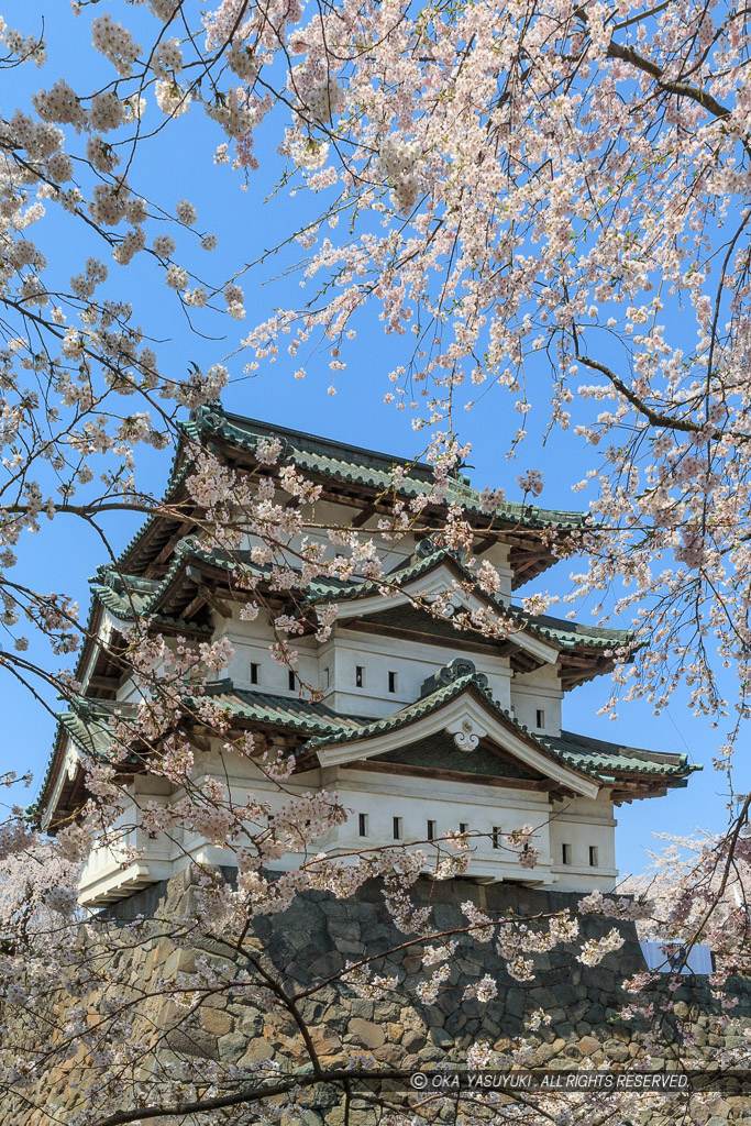 弘前城の桜・天守