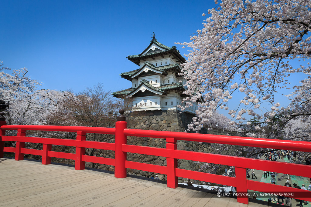 弘前城の桜・天守